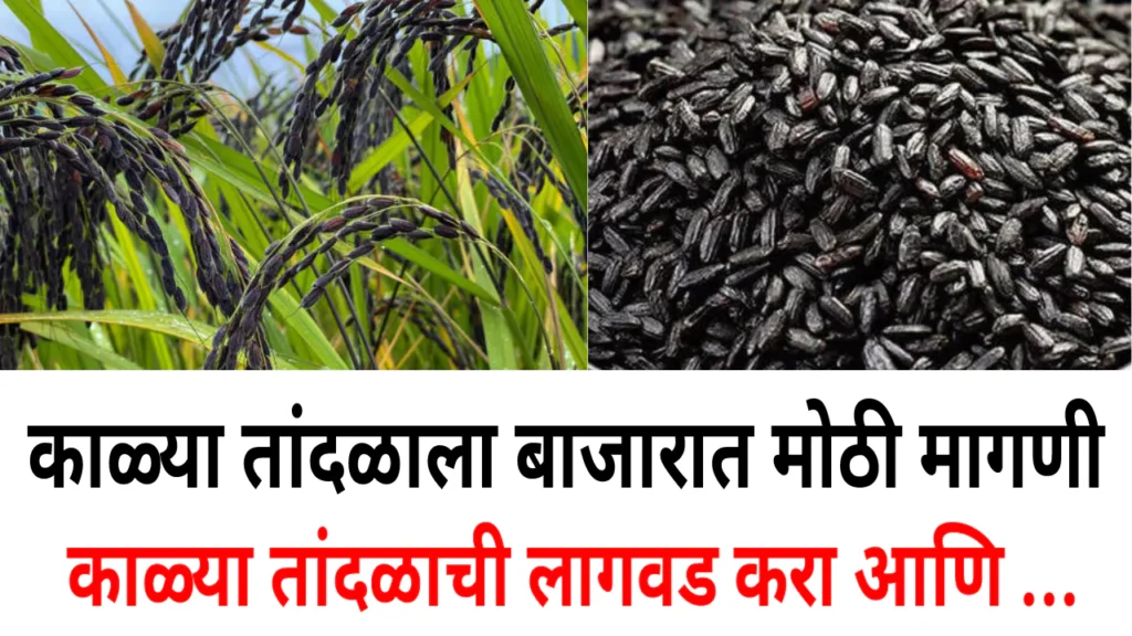 Black Rice Farming