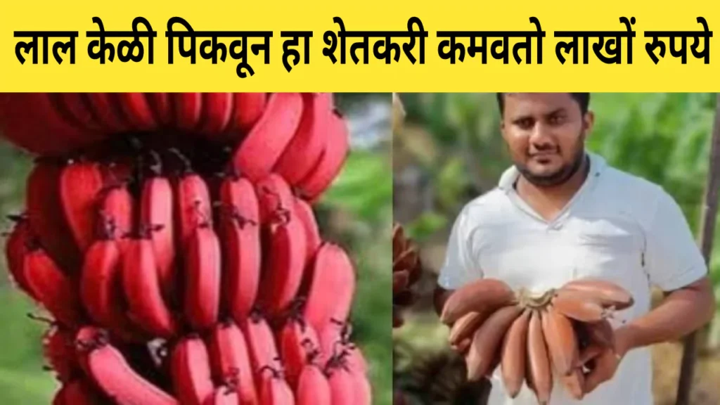 Red Banana Farming